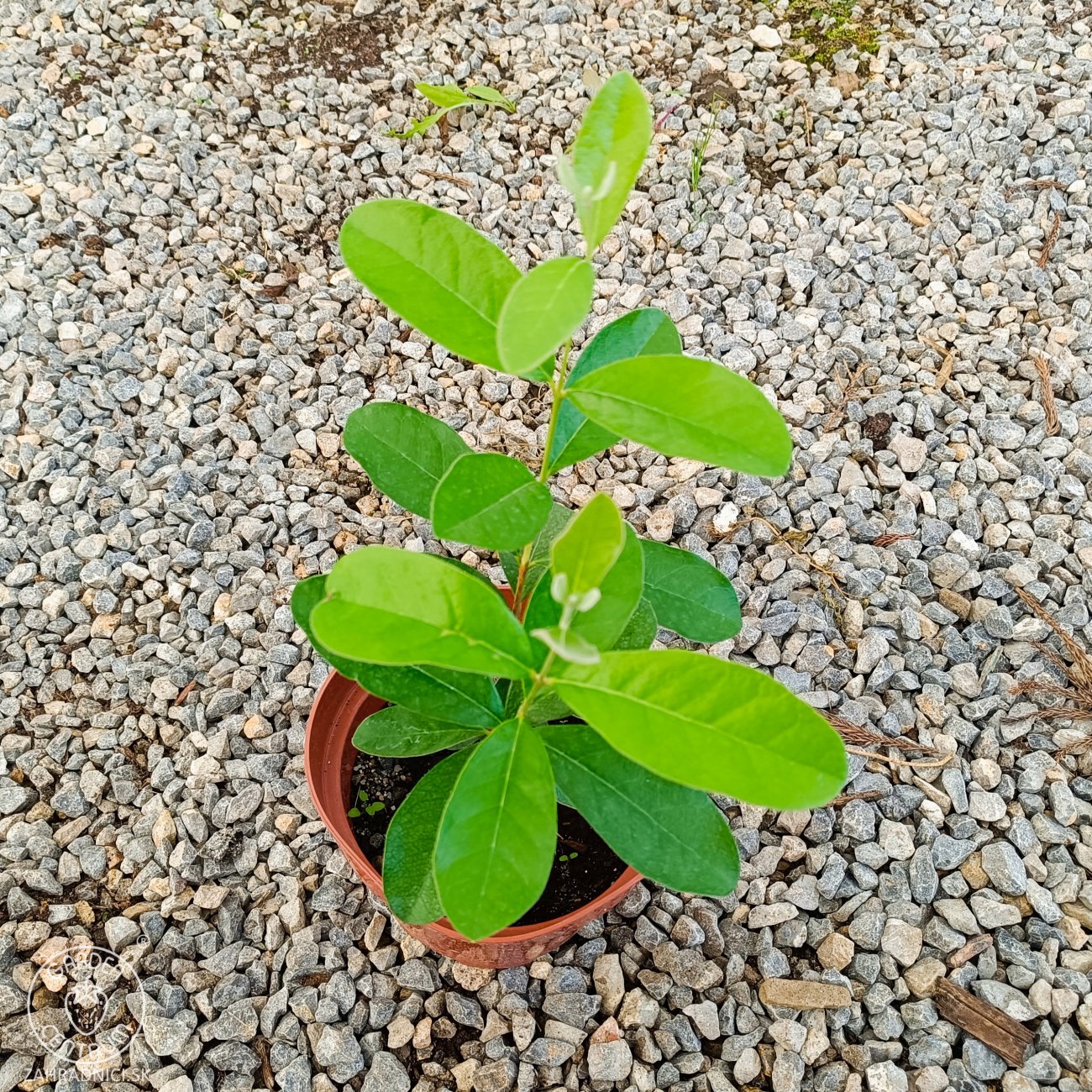 Obrázok Guava ananásová (Acca Sellowiana Feijoa) - výška 20-30 cm, kont. C2L (-16°C)