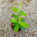 Guava ananásová (Acca Sellowiana Feijoa) - výška 20-30 cm, kont. C2L (-16°C)