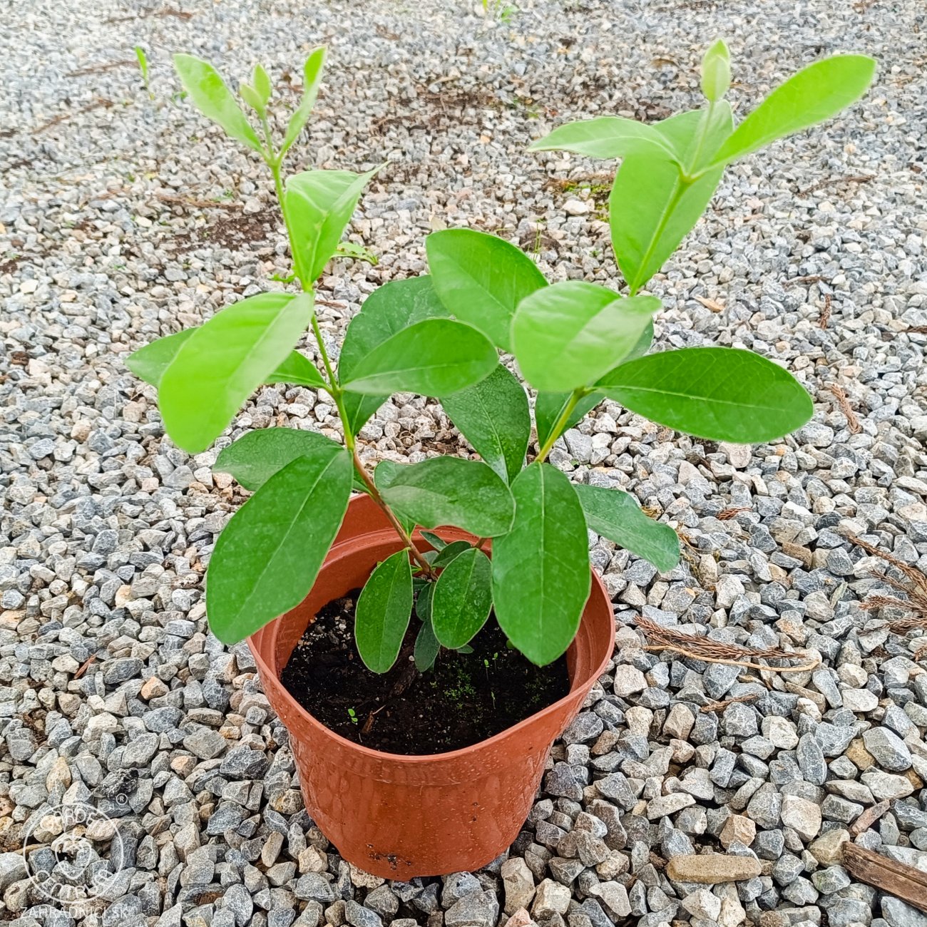 Obrázok Guava ananásová (Acca Sellowiana Feijoa) - výška 20-30 cm, kont. C2L (-16°C)