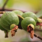 Guava jahodová (Psidium cattleianum)  ´CATTLEY´ výška: 40 - 60 cm, kont. C10L