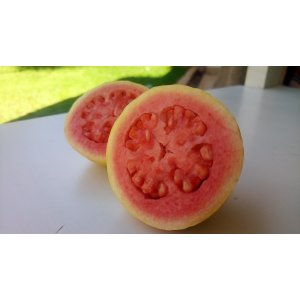 Guava jahodová (Psidium cattleianum)  ´CATTLEY´ výška 80 - 100 cm, kont. C10L