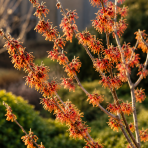Hamamel prostredný (Hamamelis × intermedia)´DIANE´ – výška 40–60 cm, kont. C5L