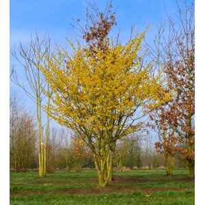 Hamamel prostredný (Hamamelis × intermedia) ‘ARNOLD PROMISE’ - výška 40-60 cm, kont. C5L