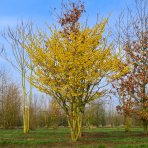 Hamamel prostredný (Hamamelis × intermedia) ‘ARNOLD PROMISE’ - výška 40-60 cm, kont. C5L