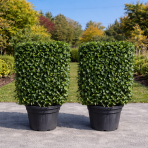 Brečtan popínavý (Hedera helix) ´HIBERNICA´ - výška 120-130 cm, šírka 100 cm, kont. C70L, BREČTANOVÁ STENA - ŠPALIÉRA