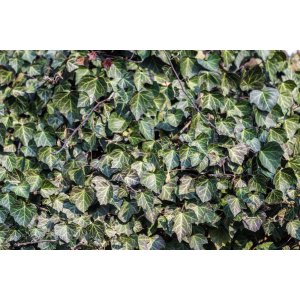 Brečtan popínavý (Hedera helix) ´HIBERNICA´ - výška 120-130 cm, šírka 100 cm, kont. C70L - ŠPALIÉRA