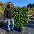 Brečtan popínavý (Hedera helix) ´HIBERNICA´ - výška 120-130 cm, šírka 100 cm, kont. C70L, BREČTANOVÁ STENA - ŠPALIÉRA