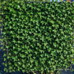 Brečtan popínavý (Hedera helix) ´HIBERNICA´ - výška 120-130 cm, šírka 100 cm, kont. C70L, BREČTANOVÁ STENA - ŠPALIÉRA