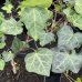 Brečtan popínavý (Hedera helix) ´HIBERNICA´, 30-50 cm, kont. C1.5L