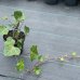 Brečtan popínavý (Hedera helix) ´HIBERNICA´, 30-50 cm, kont. C1.5L