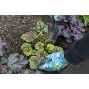 Heuchera americká (Heuchera americana)  ´DALE´S STRAIN´ - výška 20-30 cm, ∅ 20-30 cm, kont. C2L