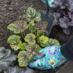 Heuchera hybridná (Heuchera hybrida)  ´ELECTRA´ výška: 10-20 cm, ∅ 20-30 cm, kont. C1.5L