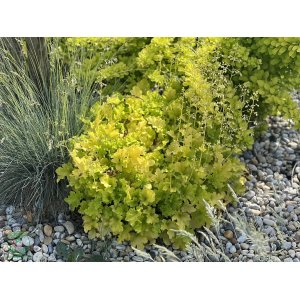 Heuchera hybridná (Heuchera hybrida) ´WORLD CAFFE LIME AMERICANO´® - výška 10-20 cm, ⌀ 20-30 cm, kont. C2L