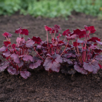 Heuchera hybridná (Heuchera hybrida) ´MULBERRY´ - výška 30-40 cm, kont. C2L