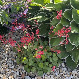 Heuchera ´SCARLET RED´ kont. C1,5L