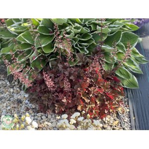 Heuchera hybridná (Heuchera hybrida) ´WORLD CAFFE LUNGO´® - výška 10-20 cm, ∅ 20-30 cm, kont. C2L