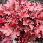 Heuchera hybridná (Heuchera hybrida) ´FOREVER RED´ - výška 25-35 cm, kont. C2L
