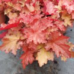 Heuchera hybridná (Heuchera Hybrida) ´PEACHBERRY ICE´® výška: 10-20 cm, ⌀ 20-30 cm, kont. C2L