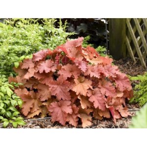 Heuchera hybridná (Heuchera Hybrida) ´PEACHBERRY ICE´® - výška 10-20 cm, ⌀ 20-30 cm, kont. C2L