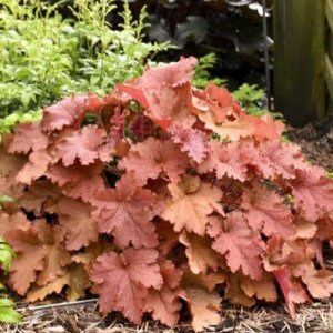 Heuchera hybridná (Heuchera Hybrida) ´PEACHBERRY ICE´® výška: 10-20 cm, ⌀ 20-30 cm, kont. C2L