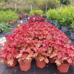 Heuchera hybridná (Heuchera Hybrida) ´PEACHBERRY ICE´® výška: 10-20 cm, ⌀ 20-30 cm, kont. C2L