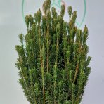 Hlavotis peckovitý (Cephalotaxus harringtonii) ´FASTIGIATA´ - výška 130-150 cm, kont. C45L