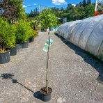 Hloh jednosemenný (Crataegus monogyna) ´COMPACTA´ -  výška 110-130cm, obvod kmeňa 5/7 cm, kont. C7.5L