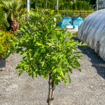 Hloh jednosemenný (Crataegus monogyna) ´COMPACTA´ -  výška 110-130cm, obvod kmeňa 5/7 cm, kont. C7.5L