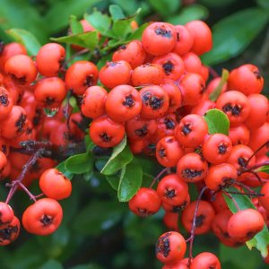 Hlohyňa šarlátová (Pyracantha) ´RED COLUMN´ - výška 90-120 cm, kont. C3L