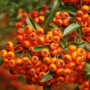 Hlohyňa šarlátová (Pyracantha) ´ORANGE GLOW´ - výška 120-150 cm, kont. C3L