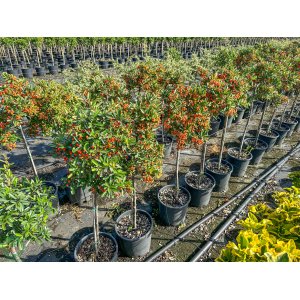Hlohyňa šarlátová (Pyracantha) ´RED COLUMN´ - výška 70-90 cm, kont. C7L - NA KMIENKU
