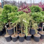 Hlohyňa šarlátová (Pyracantha) ´VENTOUX RED´ - výška 70-90 cm, kont. C7L - NA KMIENKU