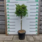 Hlohyňa šarlátová (Pyracantha) ´VENTOUX RED´ - výška 70-90 cm, kont. C7L - NA KMIENKU