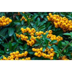 Hlohyňa šarlátová (Pyracantha) ´SOLEIL D´OR´ - výška 30-40 cm, kont. C2L 