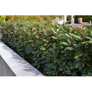 Hlošina ebbingeho (Elaeagnus ebbingei) ´COMPACTA´ - RUSKÁ OLIVA -  výška 30-50 cm, kont. C3L