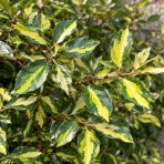 Hlošina pichľavá (Elaeagnus pungens) ‘MACULATA’ - výška 20-40 cm, kont. C3L