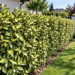 Hlošina pichľavá (Elaeagnus pungens) ‘MACULATA’ - výška 20-40 cm, kont. C3L