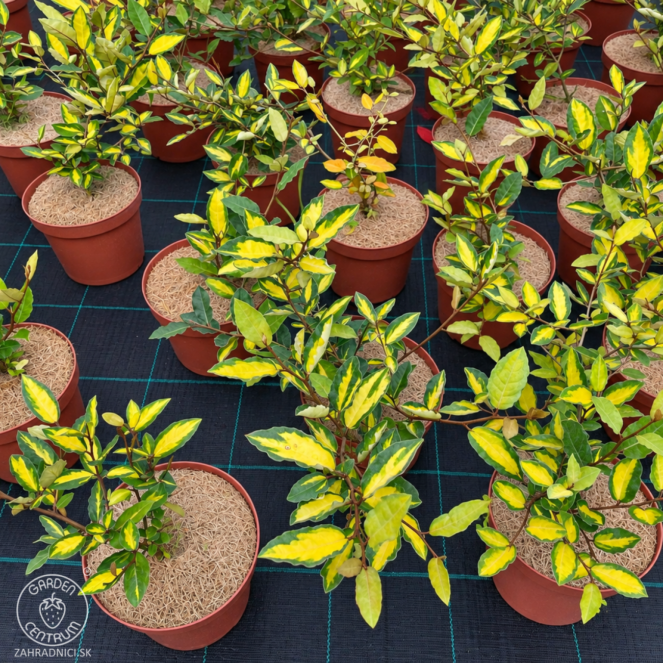 Obrázok Hlošina pichľavá (Elaeagnus pungens) ‘MACULATA’ - výška 20-40 cm, kont. C3L