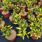 Hlošina pichľavá (Elaeagnus pungens) ‘MACULATA’ - výška 20-40 cm, kont. C3L