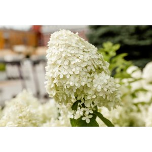 Hortenzia metlinatá (Hydrangea paniculata) ´MAGICAL MOONLIGHT´ - výška 20-40 cm, kont. C3L