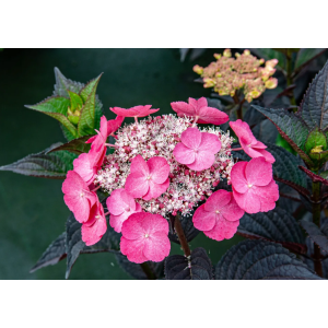 Hortenzia pílovitá (Hydrangea serrata) ´DAREDEVIL®´ - výška 30-50 cm, kont. C3L