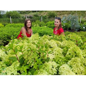 Hortenzia metlinatá (Hydrangea paniculata) ´DIAMANTINO´® – výška 30-60 cm, kont. C2L