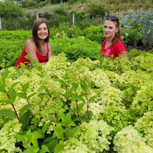 Hortenzia metlinatá (Hydrangea paniculata) ´DIAMANTINO´® – výška 30-60 cm, kont. C2L