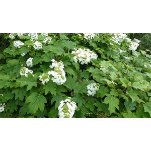 Hortenzia dubolistá (Hydrangea quercifolia) 'BURGUNDY' - výška 60-80 cm, kont. C3L