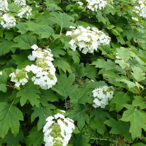 Hortenzia dubolistá (Hydrangea quercifolia) 'BURGUNDY' - výška 60-80 cm, kont. C3L (-34°C)