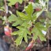 Hortenzia dubolistá (Hydrangea quercifolia) 'BURGUNDY' - výška 60-80 cm, kont. C3L (-34°C)