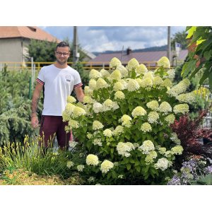 Hortenzia metlinatá (Hydrangea paniculata) ´LIMELIGHT´®  - výška 15-25 cm, kont. C3L