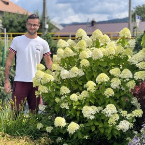 Hortenzia metlinatá (Hydrangea paniculata) ´LIMELIGHT´®  - výška 40-70 cm, kont. C3L