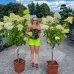 Hortenzia metlinatá (Hydrangea paniculata) ´LIMELIGHT´- výška 110-140 cm, kont. C12L - NA KMIENKU (34°C) - okrasný kvetináč