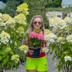 Hortenzia metlinatá (Hydrangea paniculata) ´LIMELIGHT´- výška 130-150 cm, kont. C12L - NA KMIENKU 